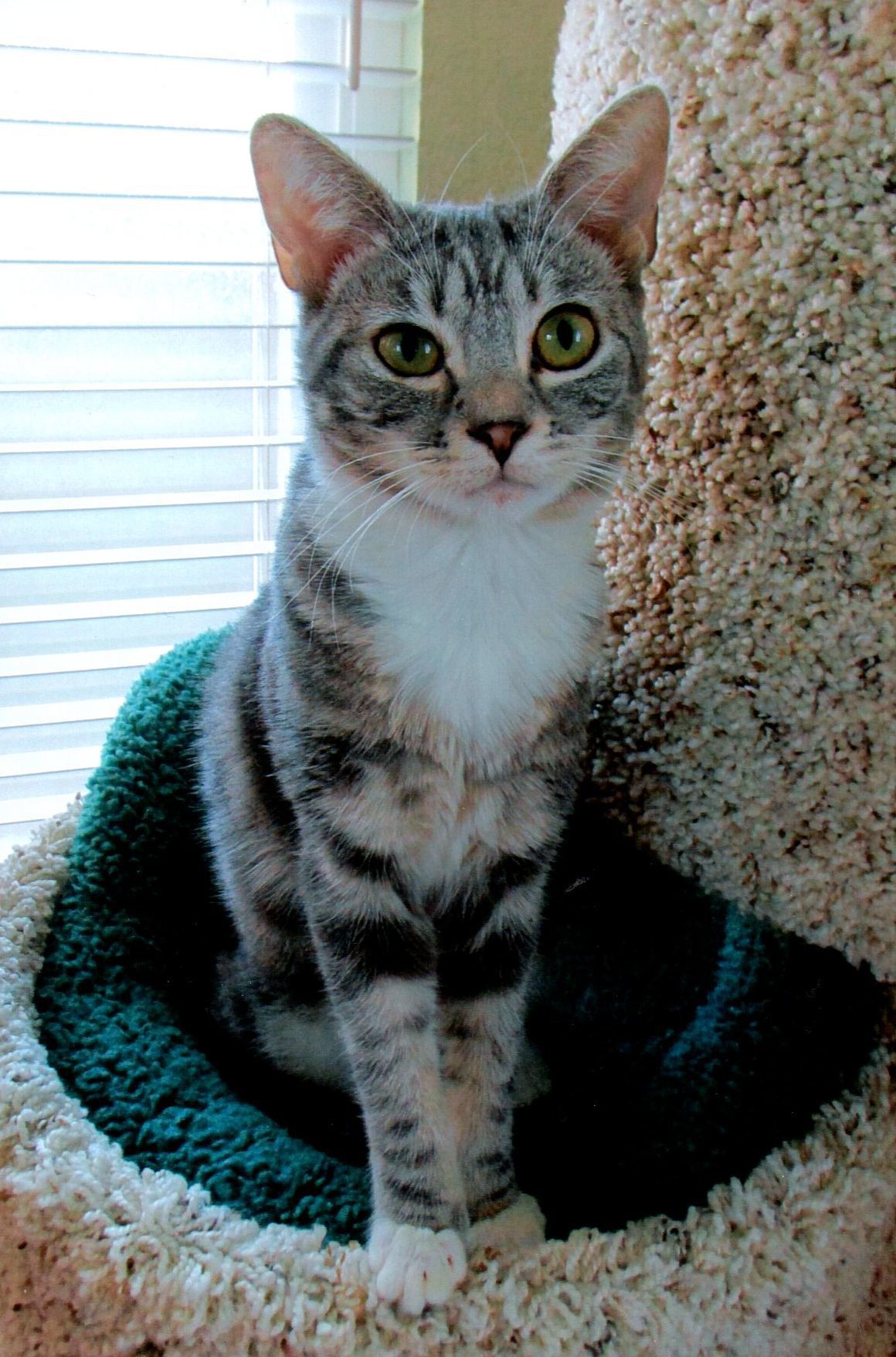 Pic of the Litter: Angel